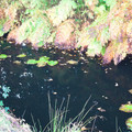 DSC_1295.jpg